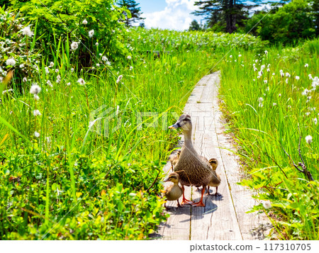 A mother and her ducklings walking along a promenade 117310705