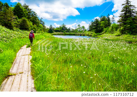 徒步旅行者在濕地的木路上行走 117310712