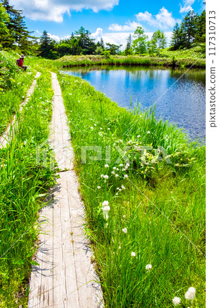 Landscape with a boardwalk (vertical) Landscape with a boardwalk (vertical) 117310713