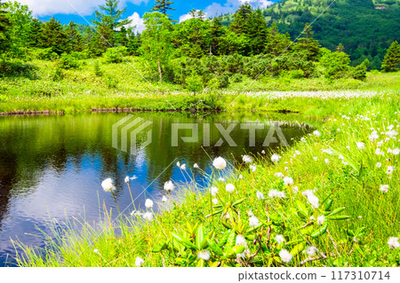 Cotton grass blooming in the marshland 117310714