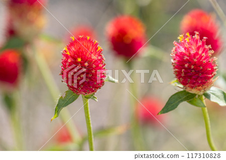 Cinnamon flower 01 117310828