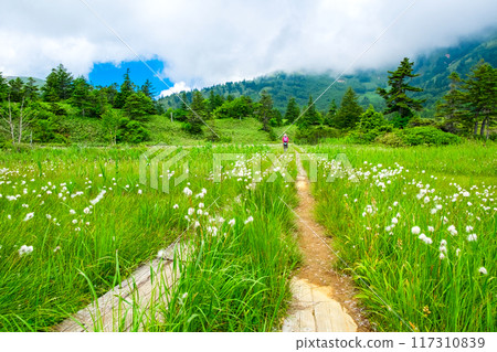 Cotton-flowering marshland and hikers 117310839