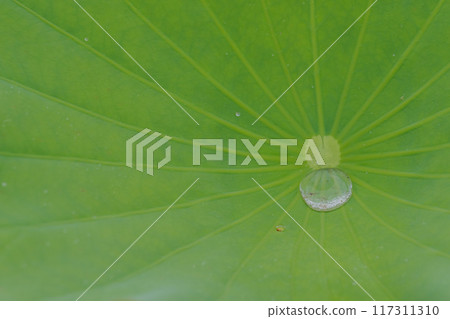 荷葉上的晨露 荷葉上的晨露 117311310