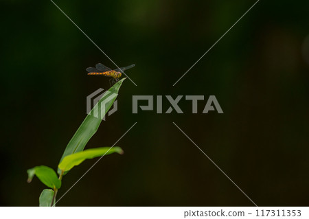 A red-veined fly resting on the tip of a leaf A red-veined fly resting on the tip of a leaf 117311353