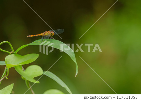A red-veined fly resting on a leaf A red-veined fly resting on a leaf 117311355