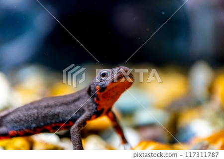 紅腹蠑螈宏 紅腹蠑螈宏 117311787