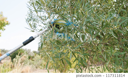 Pneumatic olive harvester in action Pneumatic olive harvester in action 117311814