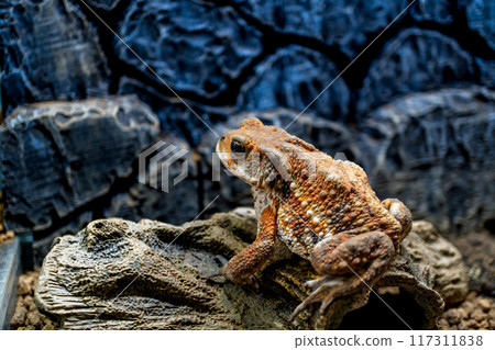 宮古蟾蜍的特寫 宮古蟾蜍的特寫 117311838