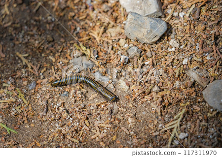 佛慧山千足蟲 佛慧山千足蟲 117311970