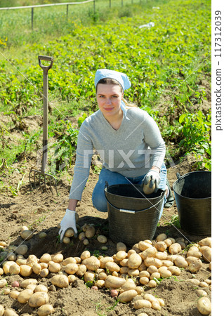 Woman picking potatoes 117312039