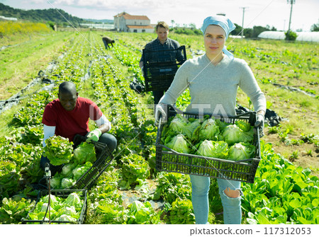 Female farmer showing lettuce harvest 117312053