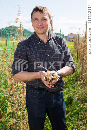 Farmer controlling process of growing of peas in the garden Farmer controlling process of growing of peas in the garden 117312114