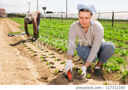 Workwoman planting lettuce seedlings 117312160