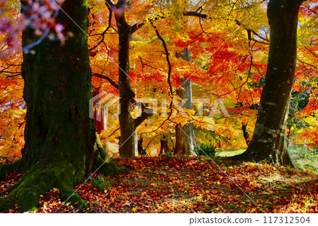Ashigajo Park in autumn (Fukushima Prefecture, Nihonmatsu City) 117312504