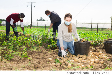 Team of workers in protective medical masks harvests potatoes on plantation Team of workers in protective medical masks harvests potatoes on plantation 117312552