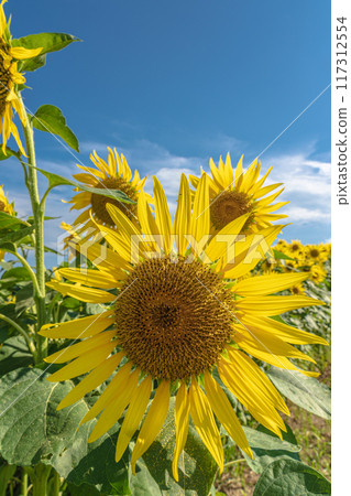 Awaji Flower Sajiki, Awaji Island, Sunflower Field Awaji Flower Sajiki, Awaji Island, Sunflower Field 117312554