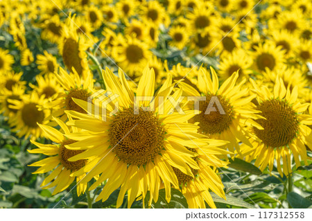 Awaji Flower Sajiki, Awaji Island, Sunflower Field Awaji Flower Sajiki, Awaji Island, Sunflower Field 117312558