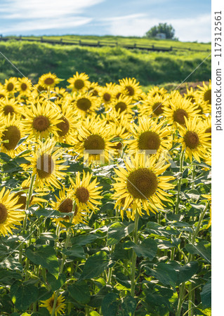 Awaji Flower Sajiki, Awaji Island, Sunflower Field 117312561