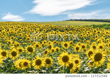 Awaji Flower Sajiki, Awaji Island, Sunflower Field Awaji Flower Sajiki, Awaji Island, Sunflower Field 117312566
