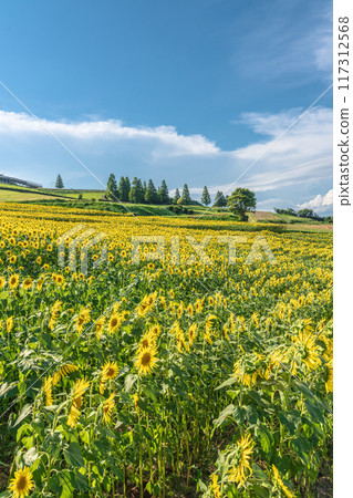 淡路花路 淡路島向日葵田 117312568
