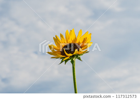 Awaji Flower Sajiki, Awaji Island, Sunflower Field Awaji Flower Sajiki, Awaji Island, Sunflower Field 117312573