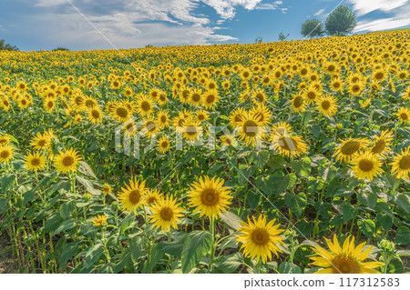 Awaji Flower Sajiki, Awaji Island, Sunflower Field Awaji Flower Sajiki, Awaji Island, Sunflower Field 117312583