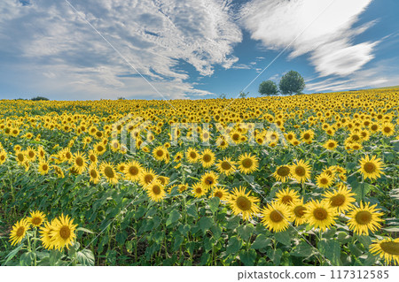 Awaji Flower Sajiki, Awaji Island, Sunflower Field Awaji Flower Sajiki, Awaji Island, Sunflower Field 117312585