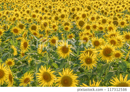 Awaji Flower Sajiki, Awaji Island, Sunflower Field 117312586