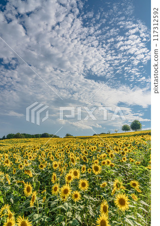 Awaji Flower Sajiki, Awaji Island, Sunflower Field Awaji Flower Sajiki, Awaji Island, Sunflower Field 117312592