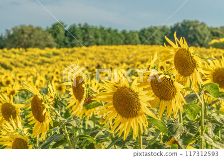 Awaji Flower Sajiki, Awaji Island, Sunflower Field 117312593