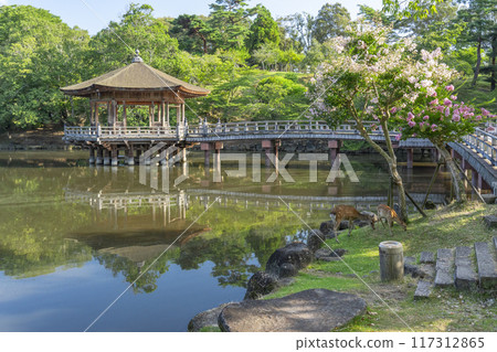A Summer Morning with Crape Myrtle Flowers Blooming - Ukiyo-do and Deer A Summer Morning with Crape Myrtle Flowers Blooming - Ukiyo-do and Deer 117312865