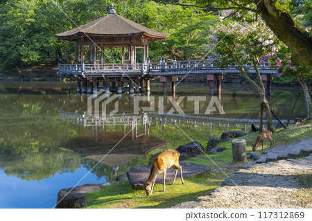A Summer Morning with Crape Myrtle Flowers Blooming - Ukiyo-do and Deer 117312869