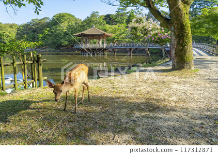 A Summer Morning with Crape Myrtle Flowers Blooming - Ukiyo-do and Deer 117312871
