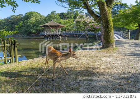 A Summer Morning with Crape Myrtle Flowers Blooming - Ukiyo-do and Deer 117312872