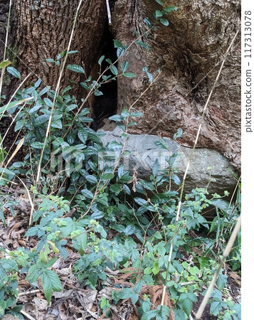 Trees doing zazen, 117313078