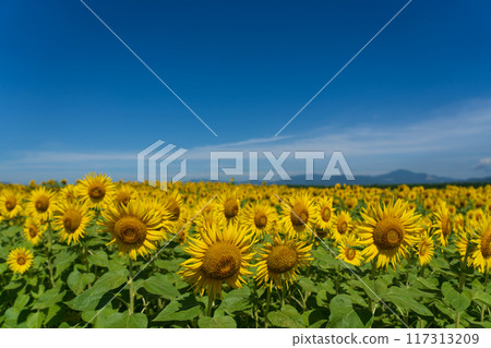 Sunflower field on Zeniri Terashima Sunflower field on Zeniri Terashima 117313209