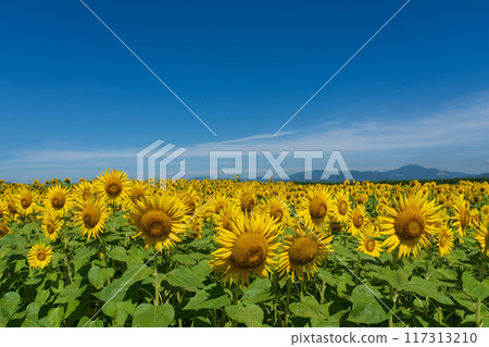 Sunflower field on Zeniri Terashima Sunflower field on Zeniri Terashima 117313210