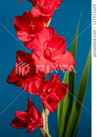 Blooming red gladiolus Oscar on a blue background 117313329
