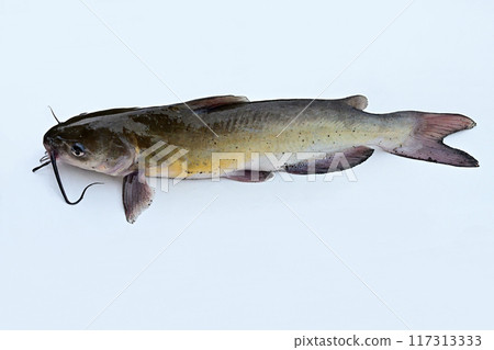 American catfish caught in Lake Kasumigaura 117313333