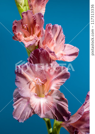 Blooming gladiolus chocolate on a blue background 117313336