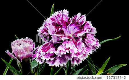 Blooming pink Carnation Dia Deur Sissy on a black background Blooming pink Carnation Dia Deur Sissy on a black background 117313342