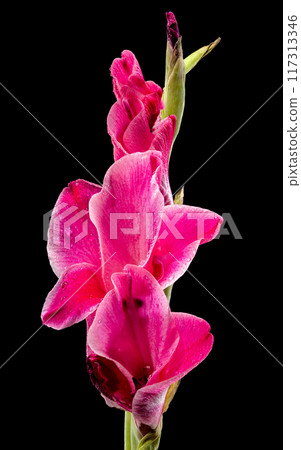 Blooming pink Gladiolus Invitatie on a black background Blooming pink Gladiolus Invitatie on a black background 117313346