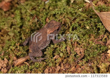 Living creatures, amphibians, Japanese common toads, babies the size of a 10-yen coin. Apparently they are poisonous even at this age, so it's dangerous not to touch them. 117313569