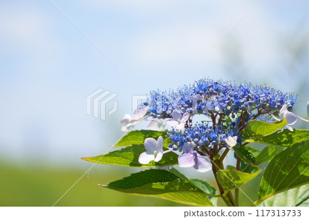 藍色繡球花 117313733