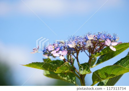 在藍天閃耀的Hakuji繡球花 在藍天閃耀的Hakuji繡球花 117313734