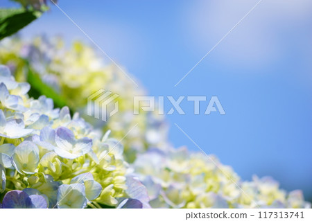 Blue hydrangea flowers 117313741
