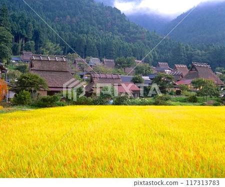 美山茅草村/收穫季節/「國家指定重要傳統建築群保存地區」/京都府南丹市美山町 117313783