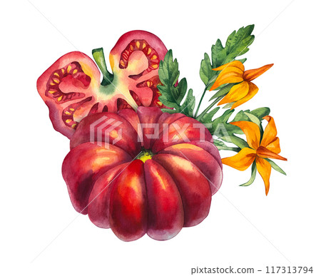 Watercolor tomato group Hand drawn isolated 117313794