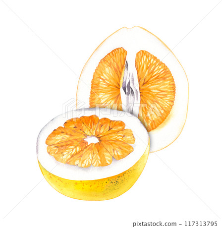 Watercolor Pomelo on white background Watercolor Pomelo on white background 117313795