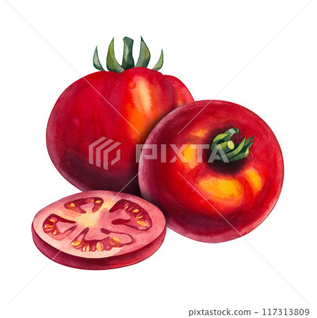 Watercolor tomato group Hand drawn isolated 117313809
